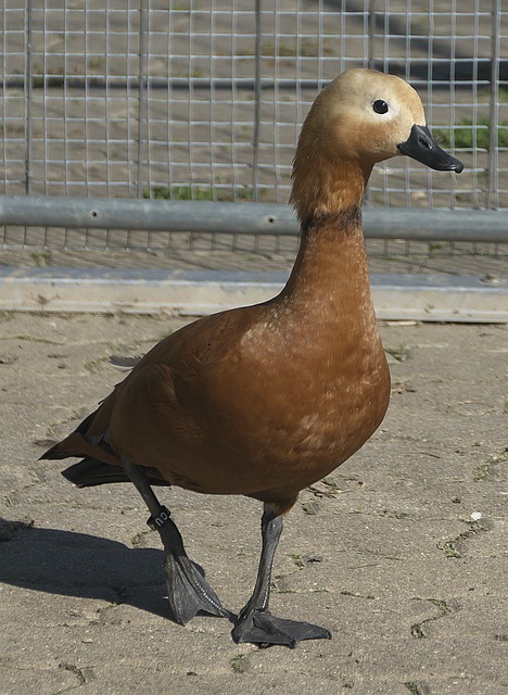 篮板